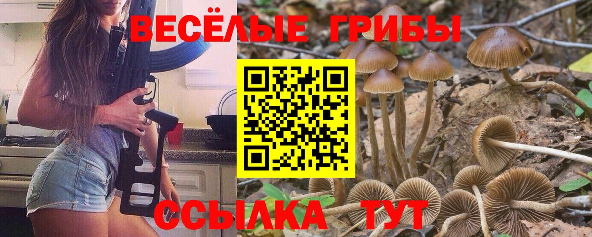 Галлюциногенные грибы Cubensis Большой Камень